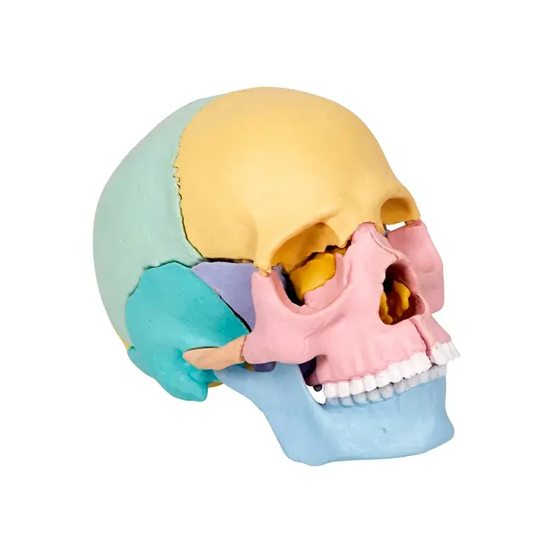 Anatomisk modell - Kranium, 17 delar Begränsad tid